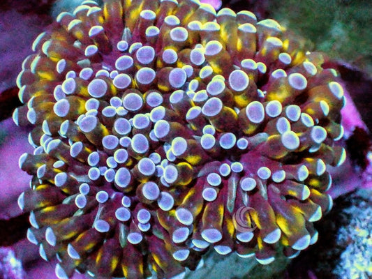 Purple tip Gold Cristata
