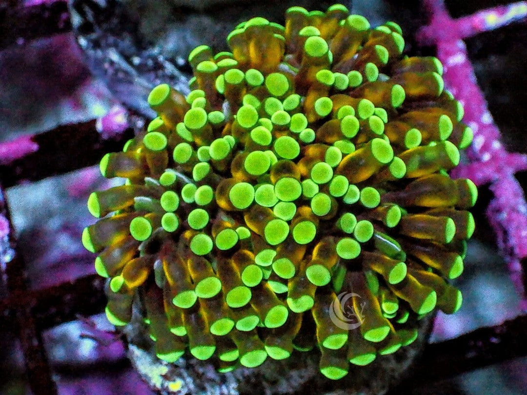 Green tip Gold Cristata