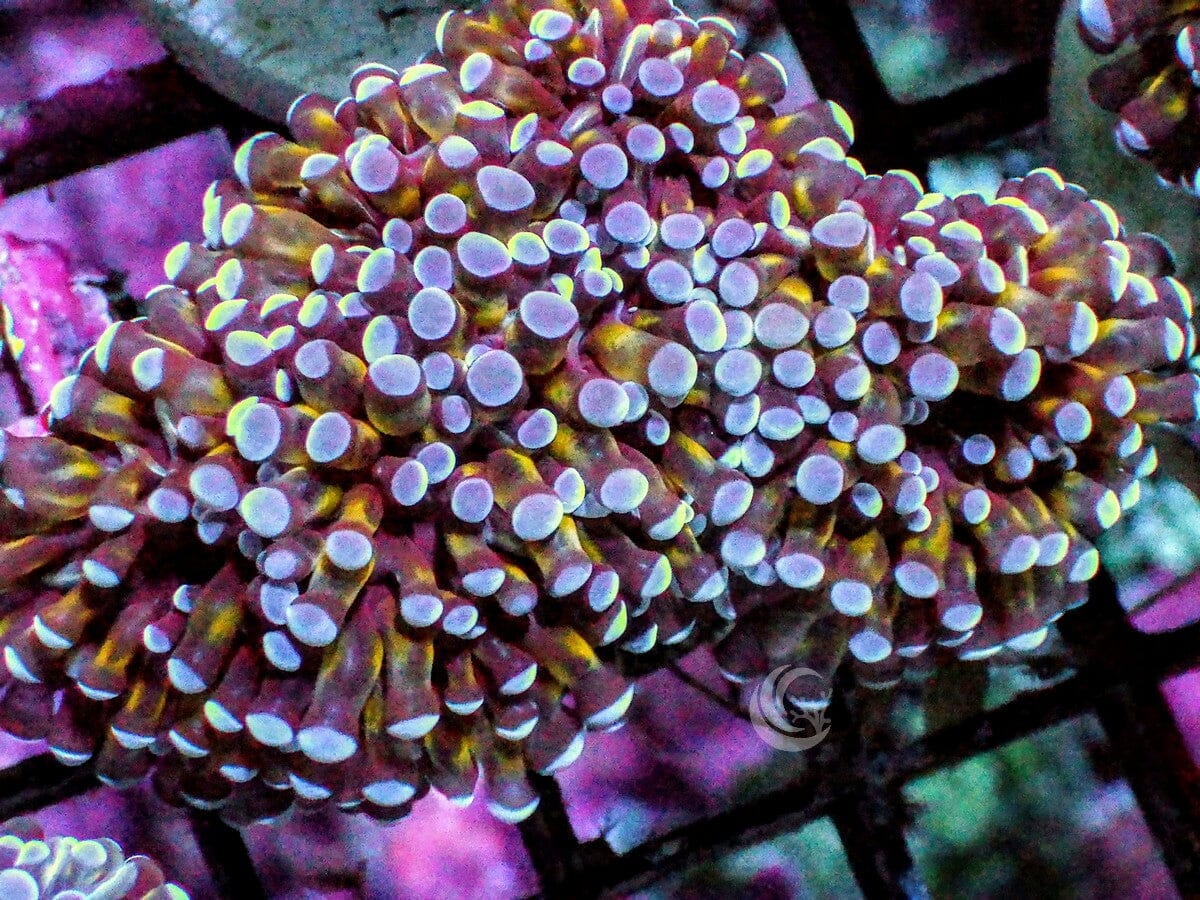 Purple tip Gold Cristata