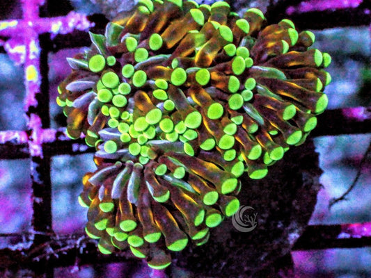 Green tip Gold Cristata