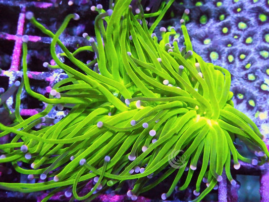 Violet tip Lime Torch