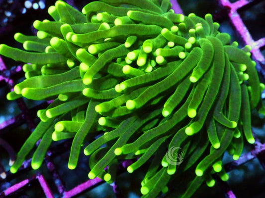 Yellow tip Green Torch
