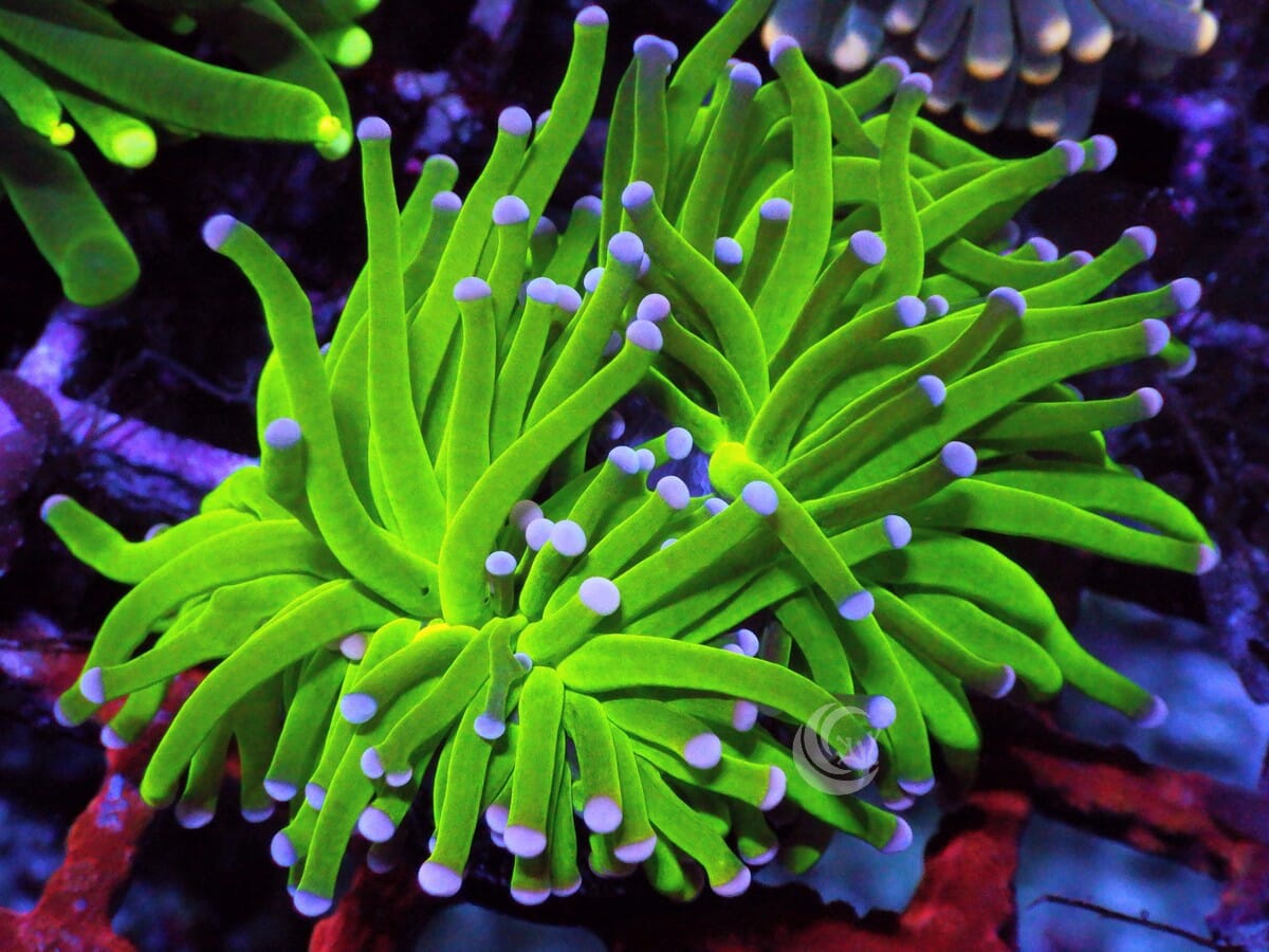 Violet tip Lime Torch