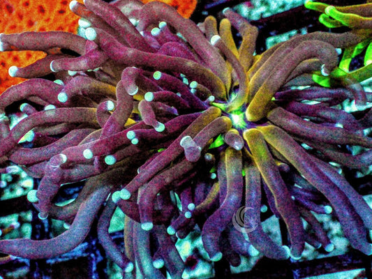 Blue tip Flash Dance Torch