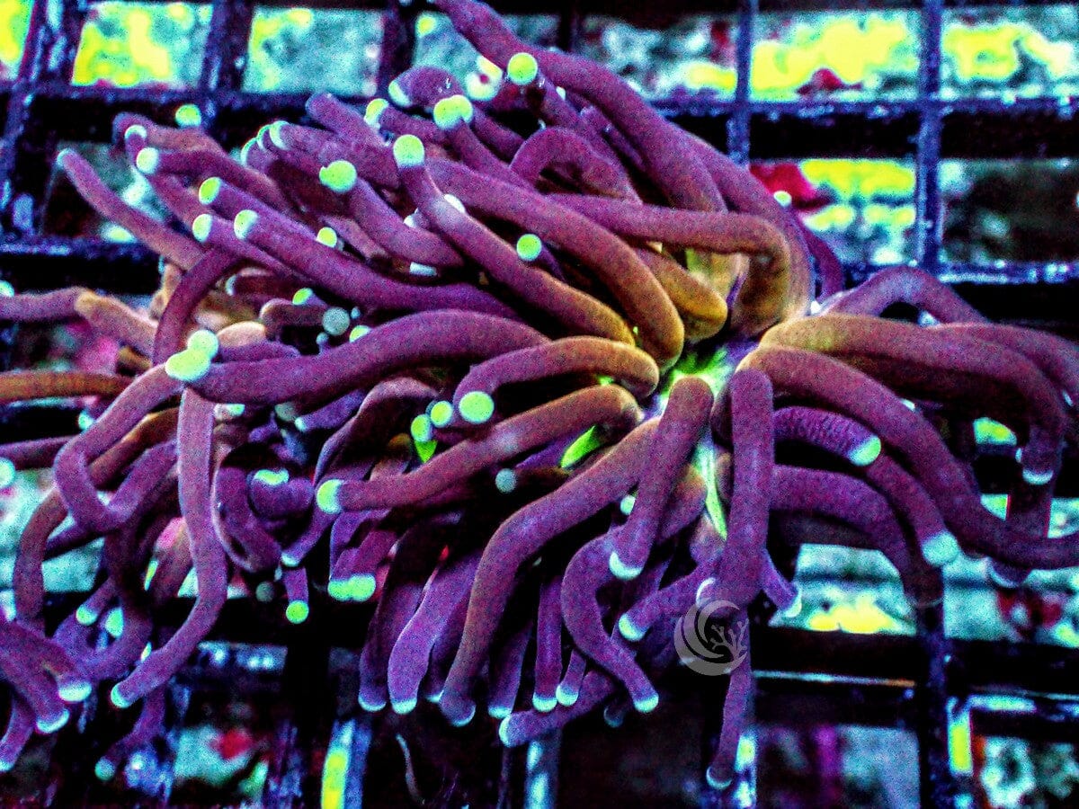 Euphyllia glabrescens