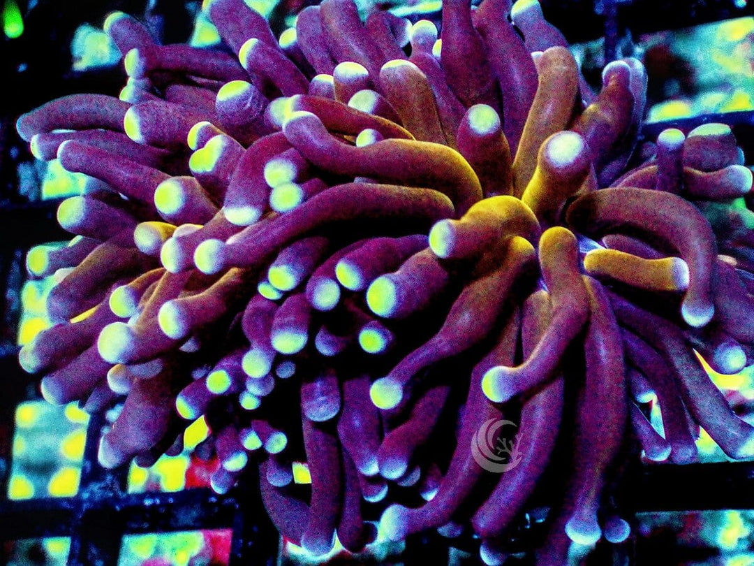 Blue tip Gold Stem Torch
