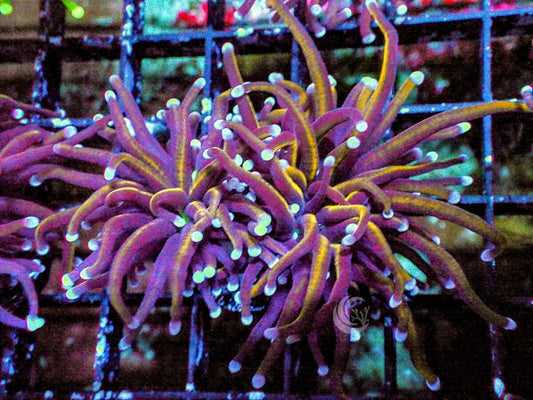 Blue tip Flash Dance Torch