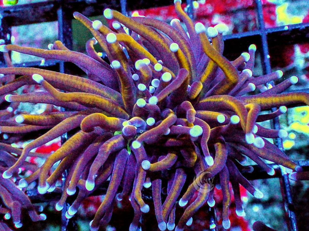 Euphyllia glabrescens