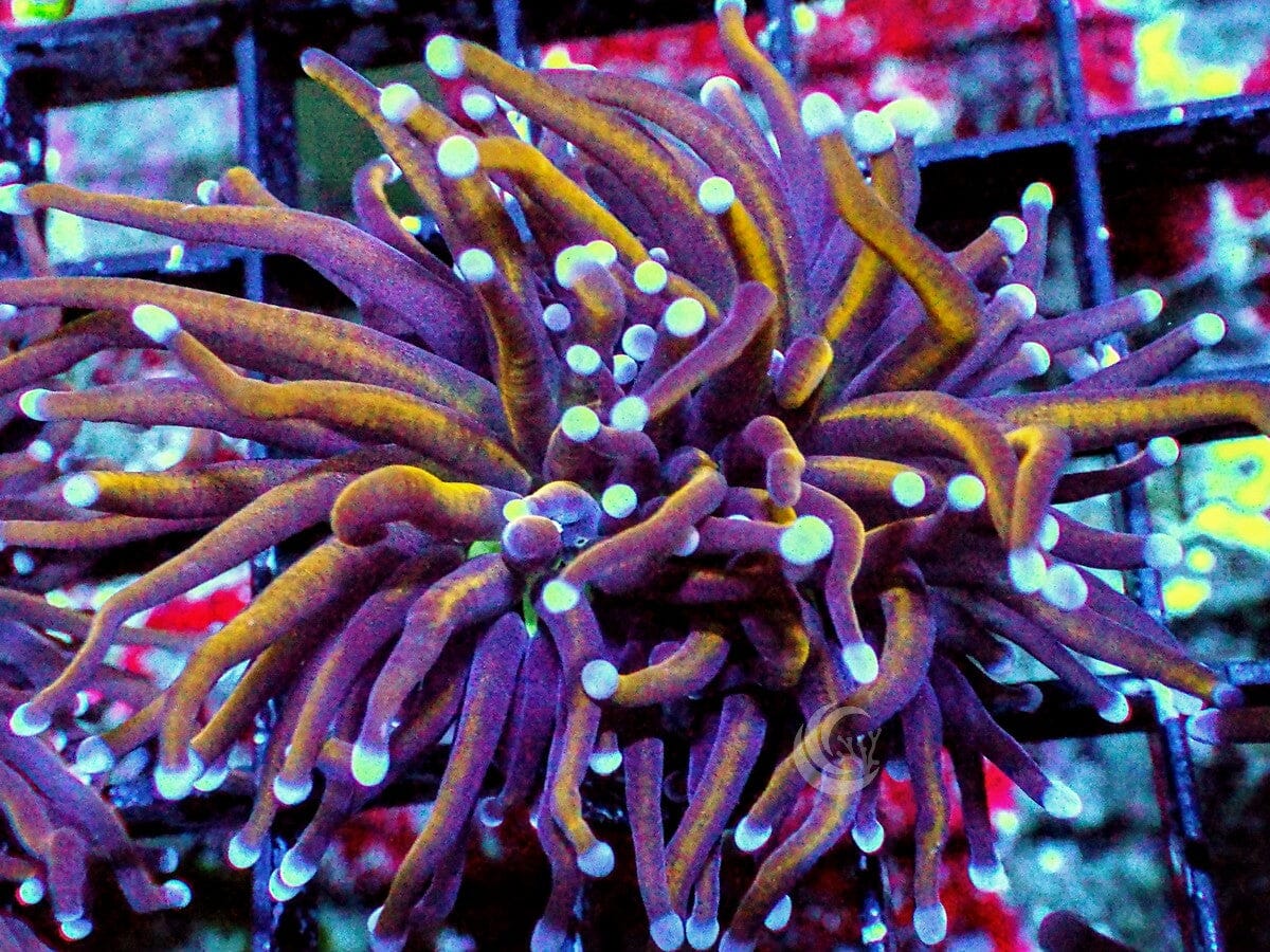 Euphyllia glabrescens