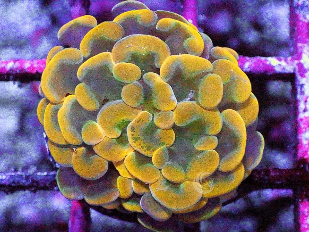 Gold tip Branching Hammer