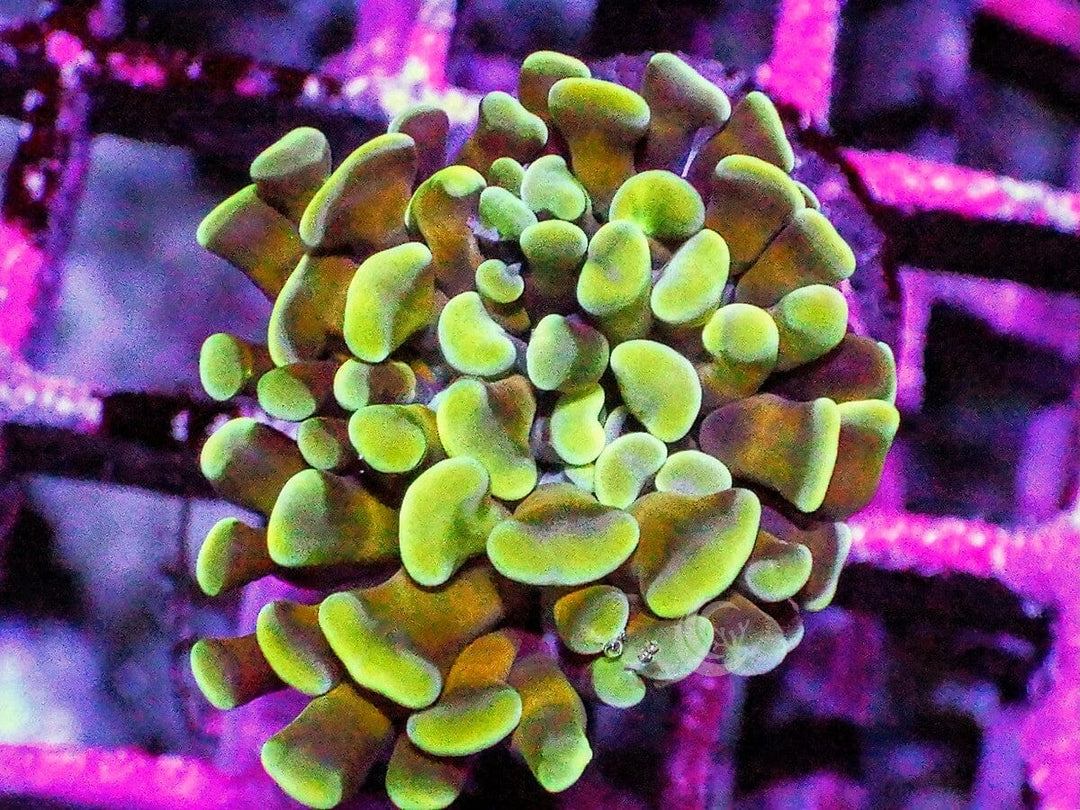 Green tip Gold Branching Hammer