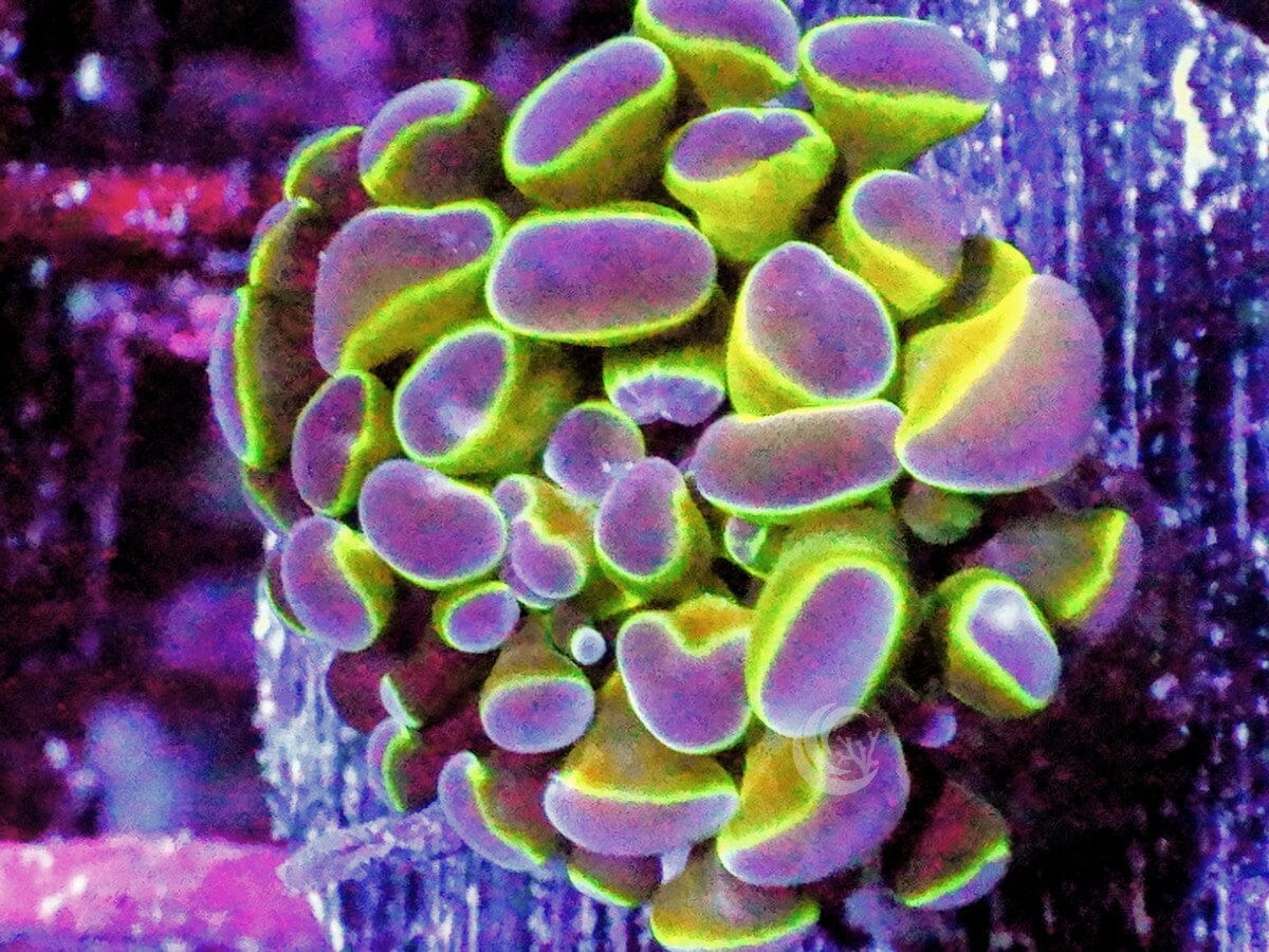 Purple tip Branching Hammer