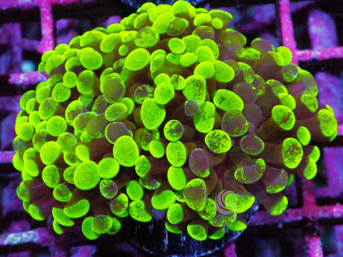 Splattered Branching Hammer