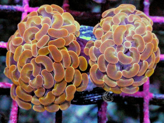 Orange Branching Hammer
