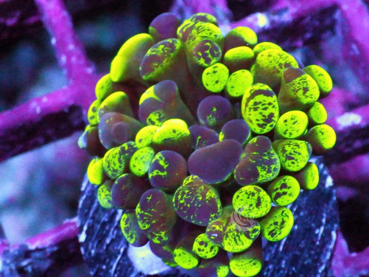 Splattered Branching Hammer