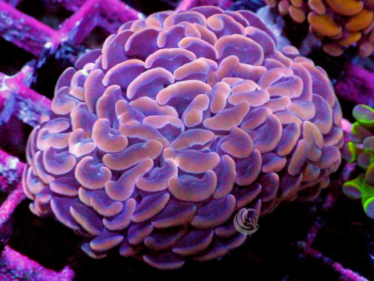 Red-Orange Branching Hammer