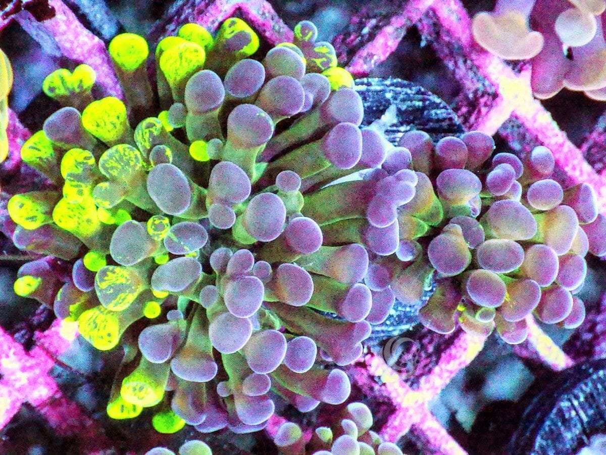 Splattered Branching Hammer