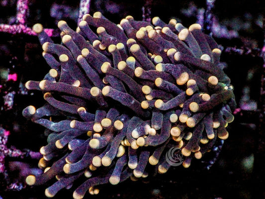 Yellow tip Torch