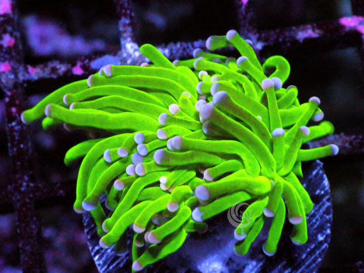 Violet tip Lime Torch