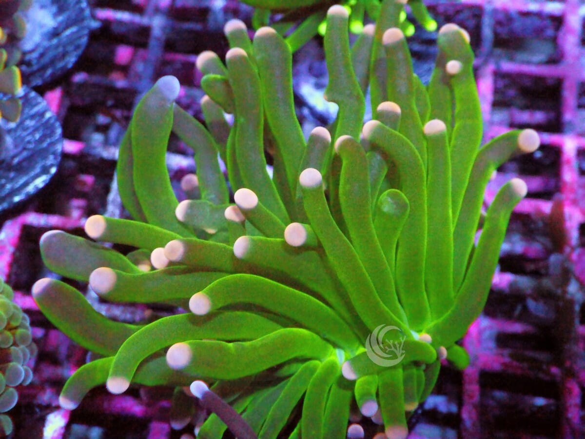 Pink tip Green Torch