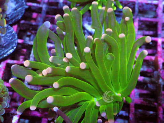 Pink tip Green Torch