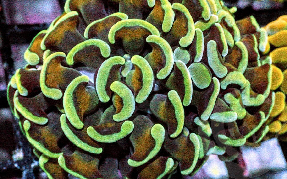 Gold Stem Green tip Branching Hammer