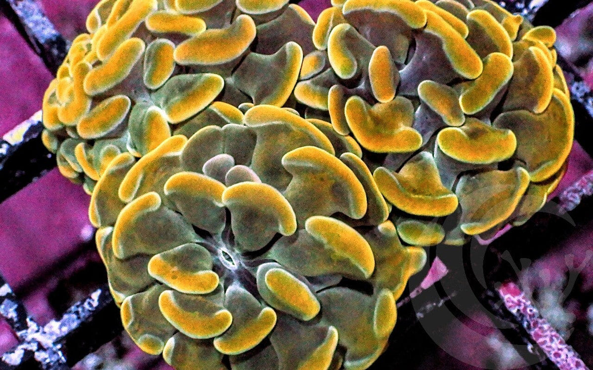 Gold Branching Hammer