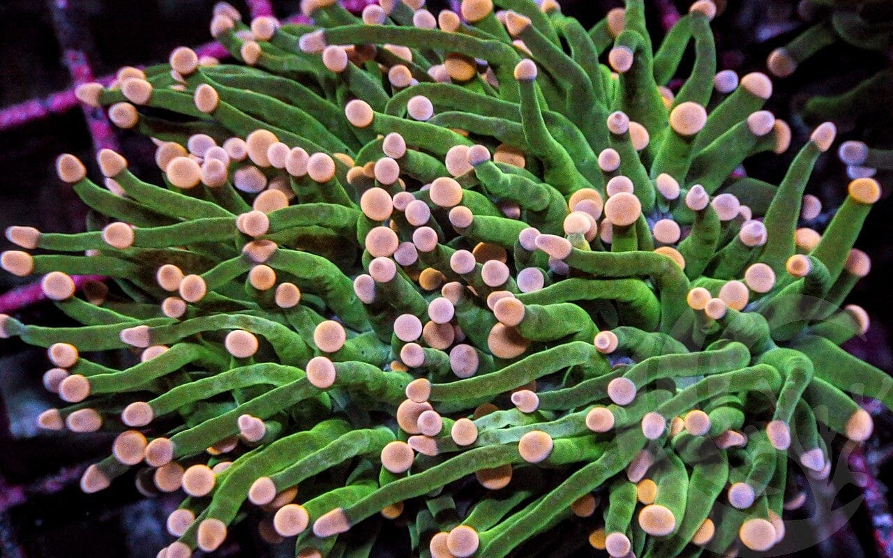 Pink tip Bright Green Torch