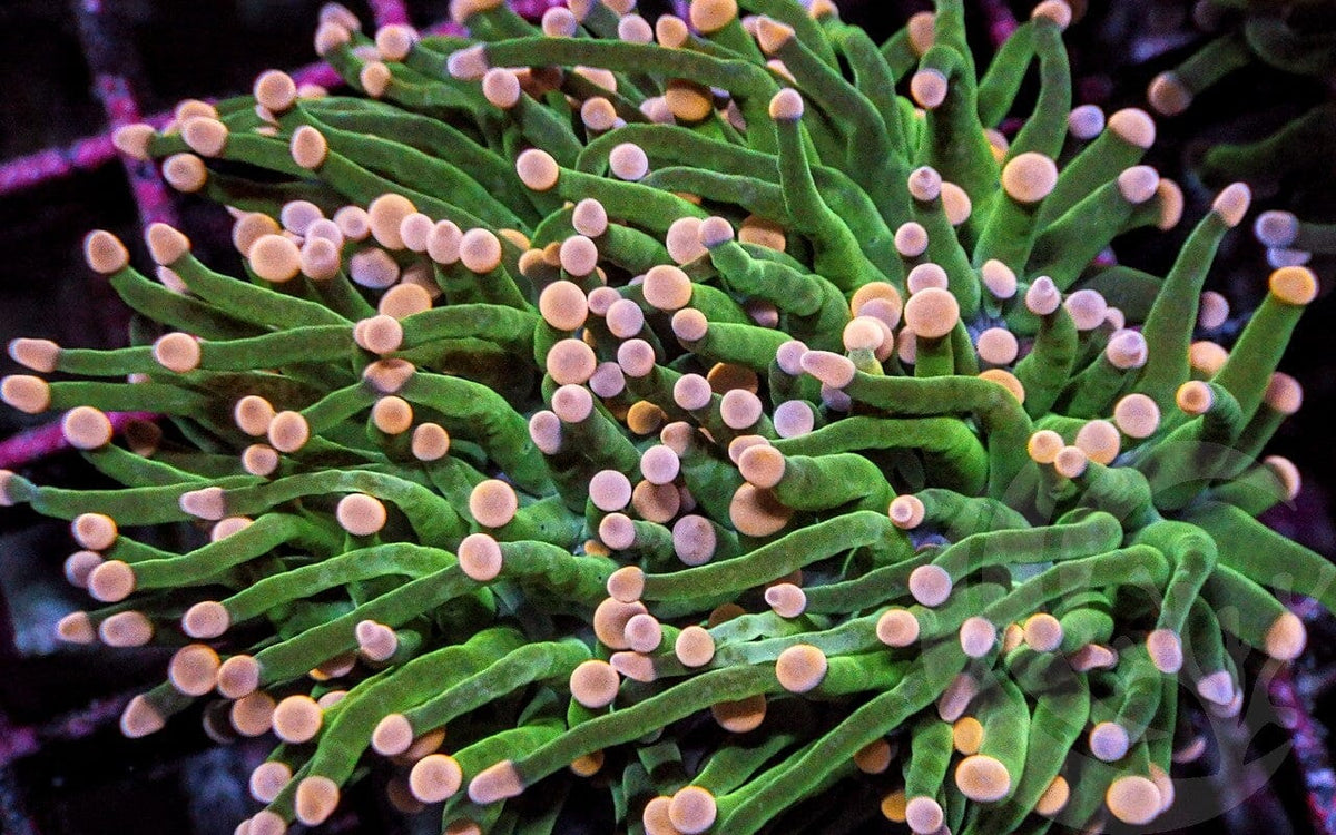 Pink tip Bright Green Torch