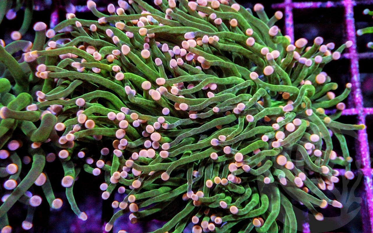 Pink tip Torch