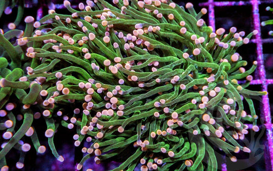 Pink tip Torch