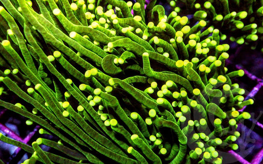 Yellow-Green Torch