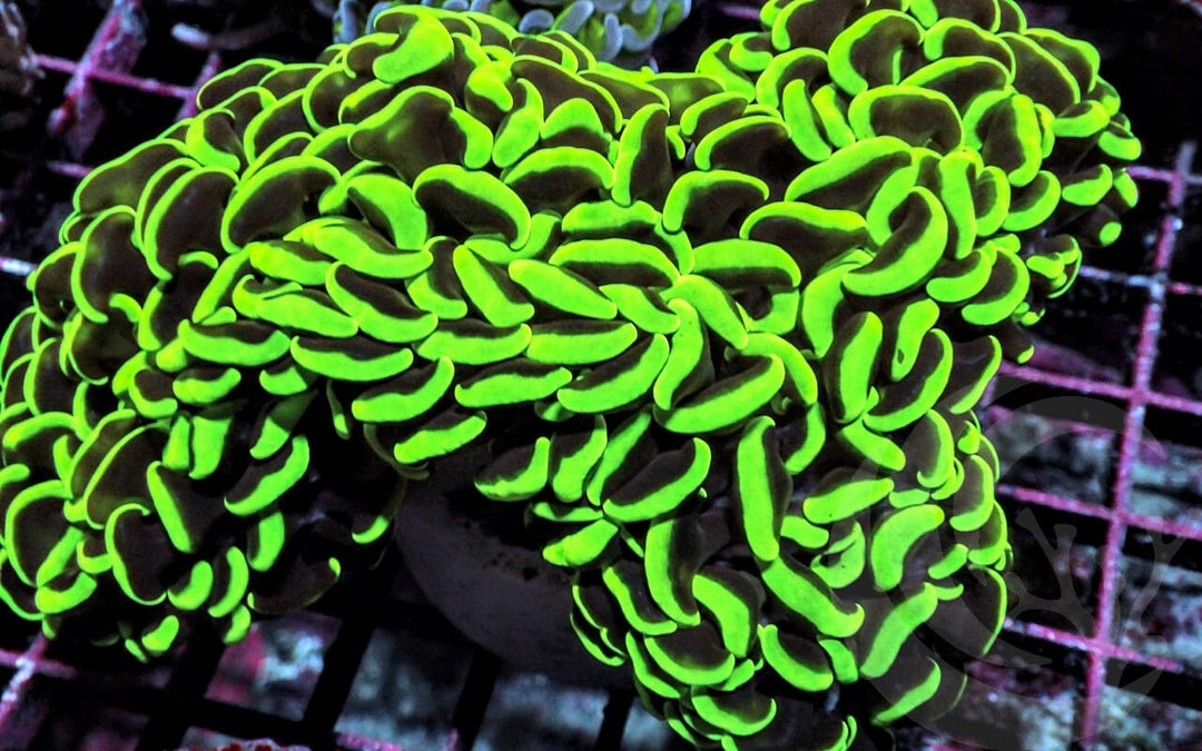 Neon Green Wall Hammer