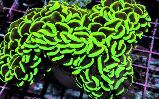 Neon Green Wall Hammer