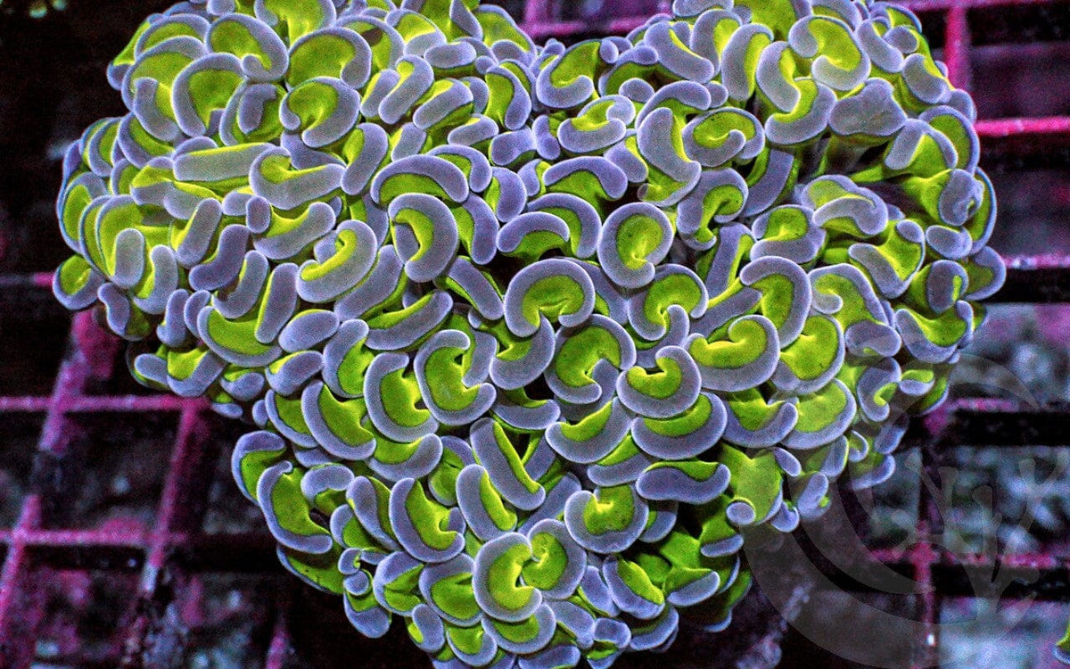 Violet tip Lime Wall Hammer