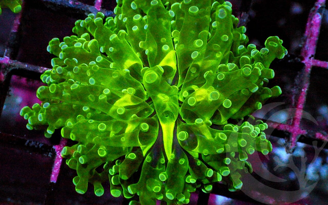Lime Frogspawn divisa