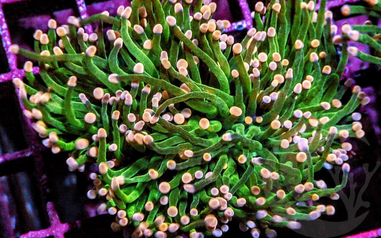 Pink tip Bright Lime Torch