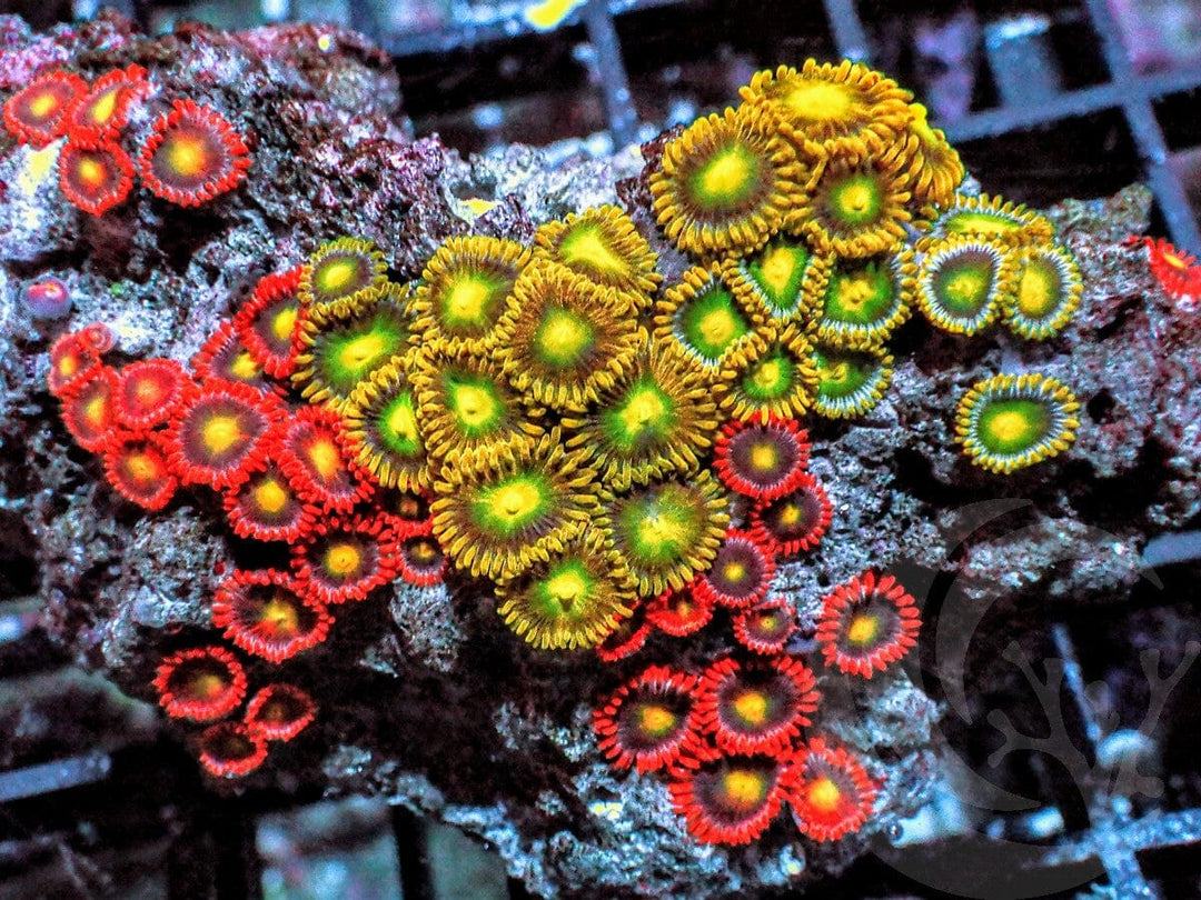 Ultra Zoanthids