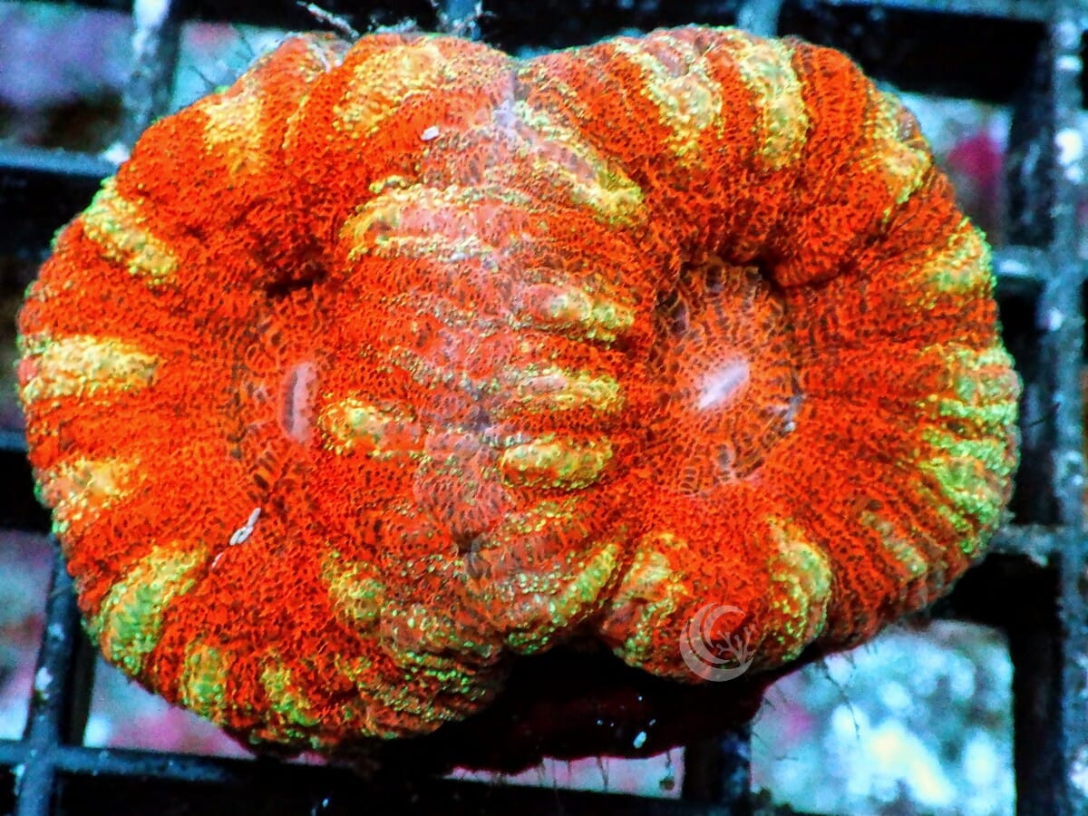 Yellow Striped Double Red Mini Scolymia