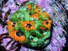Fruit Salad Acan echinata 