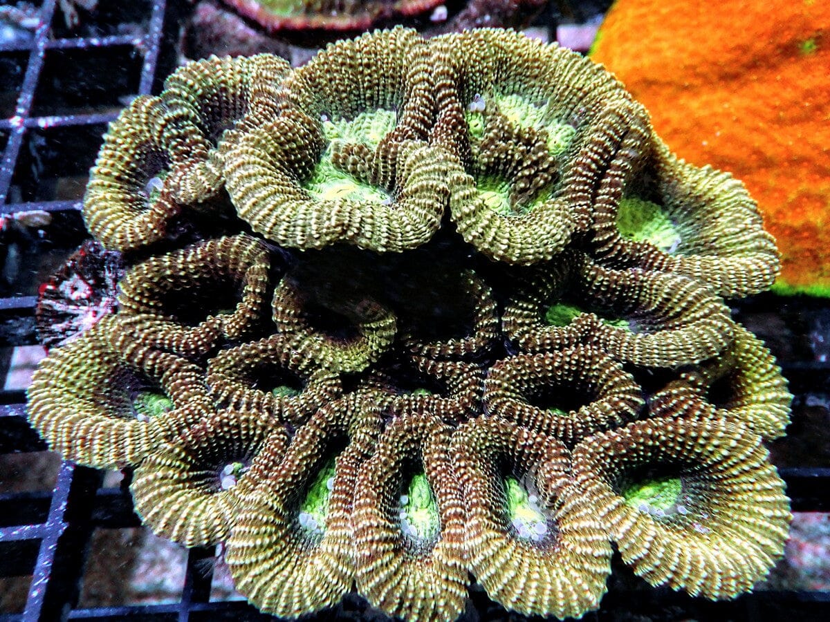 Bicolor Goniastrea