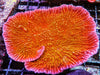 Strawberry Medusa Plating Montipora