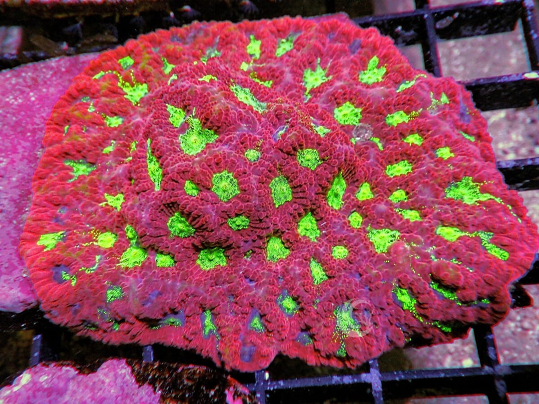 Strawberry Kiwi Favites