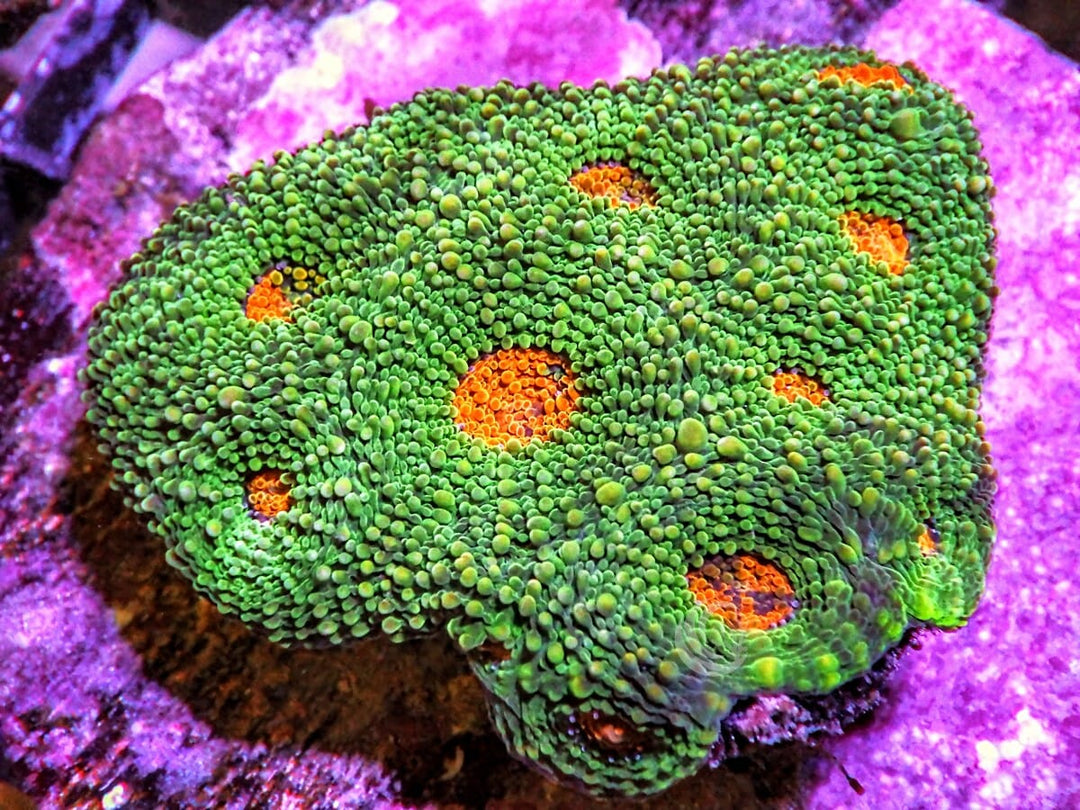 Orange Eyed Acan echinata