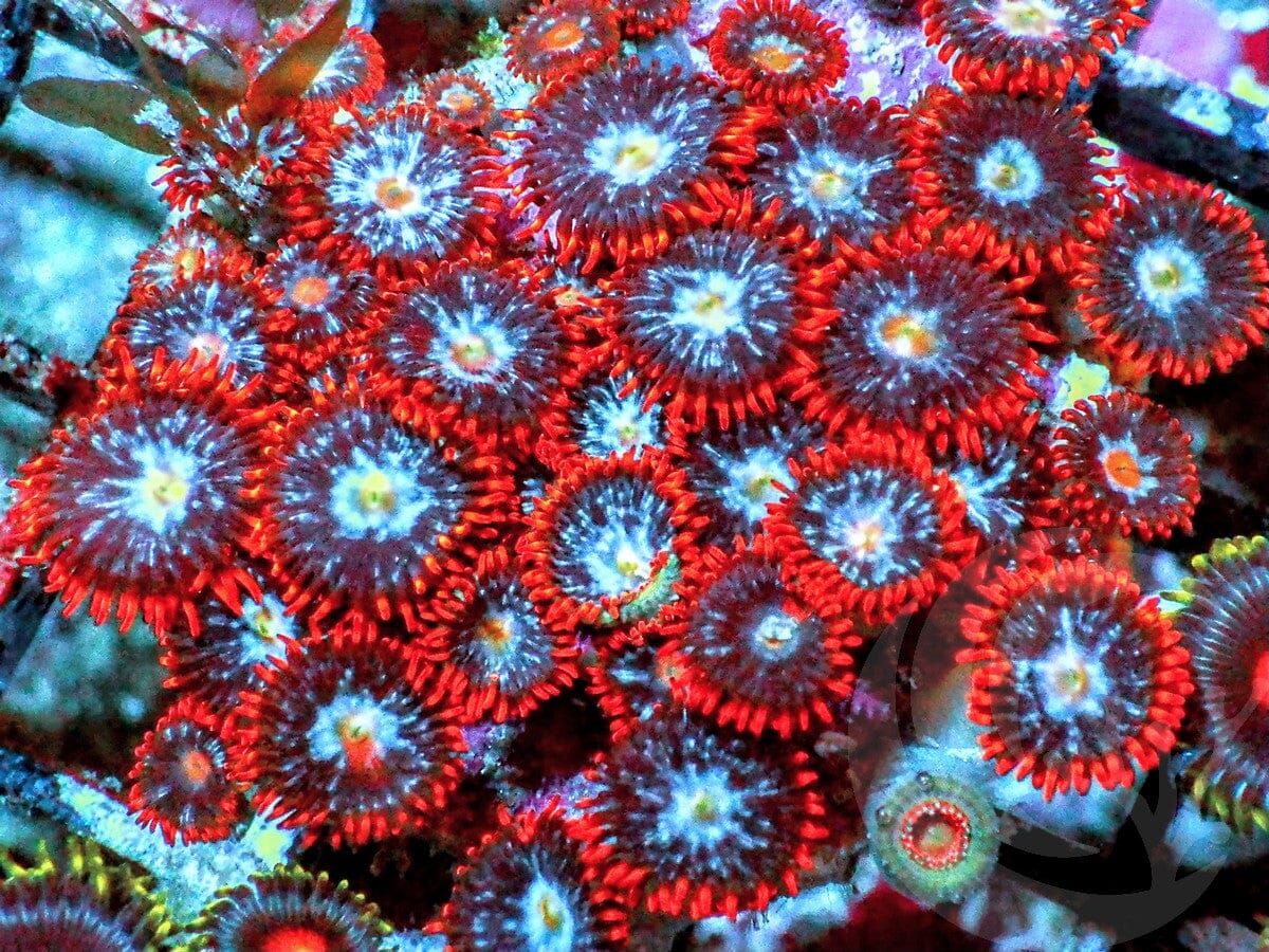 Ice Fire Zoanthids