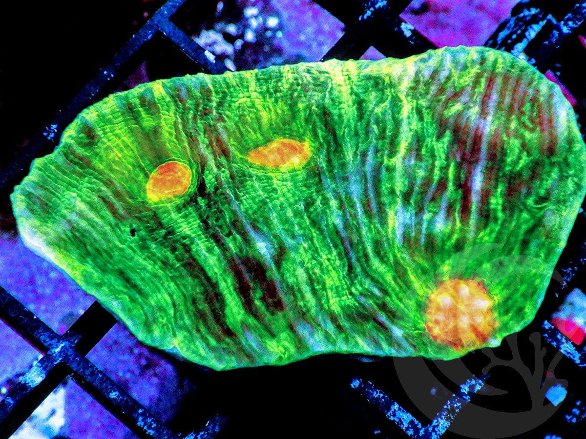 Streaked Mycedium Chalice