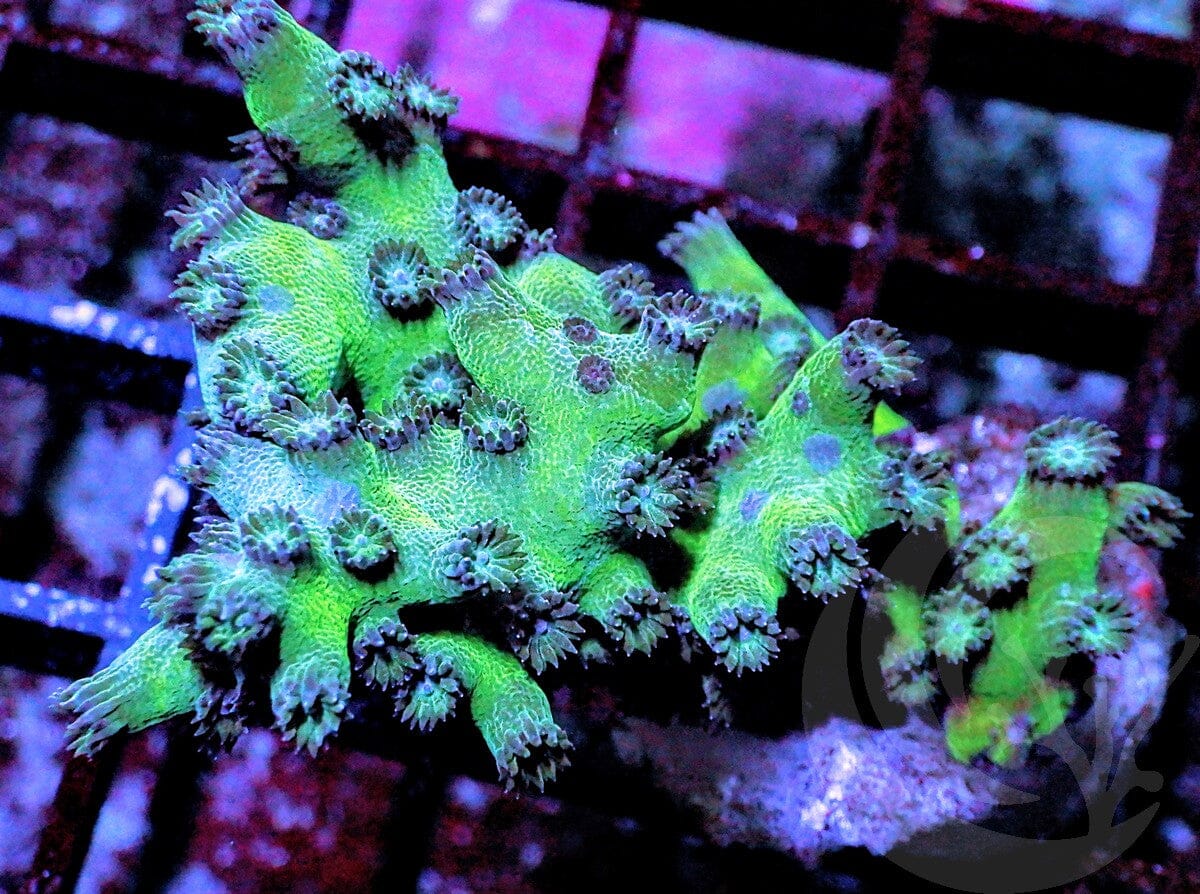 Purple People Eater Branching Cyphastrea