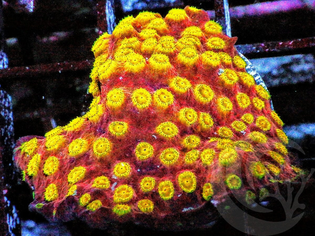 Fiery Cyphastrea