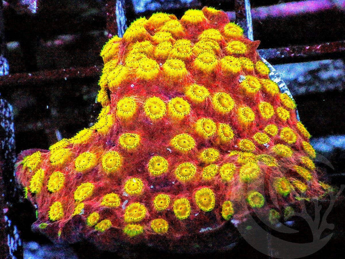 Fiery Cyphastrea