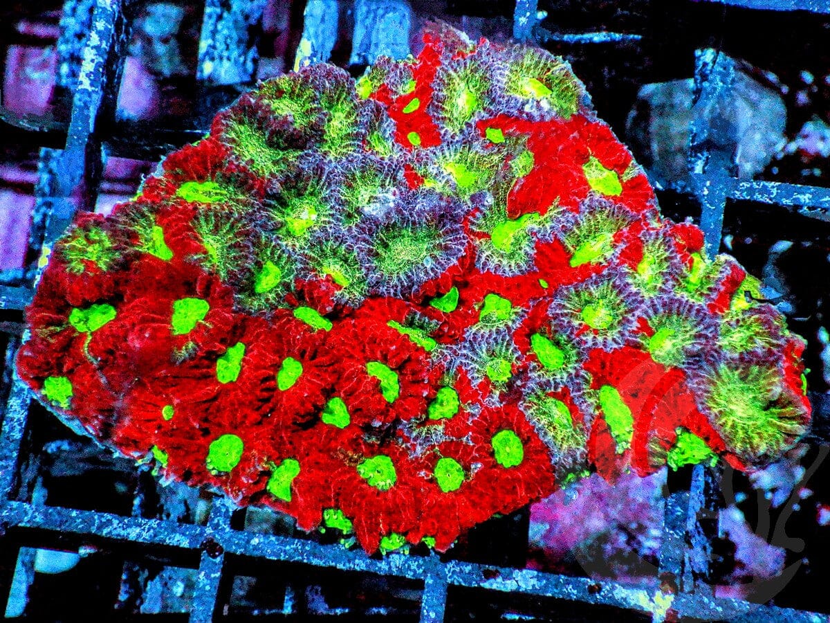 MultiColor War Coral Favites